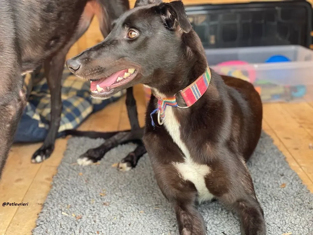 Prophet greyhound adozione levrieri 14