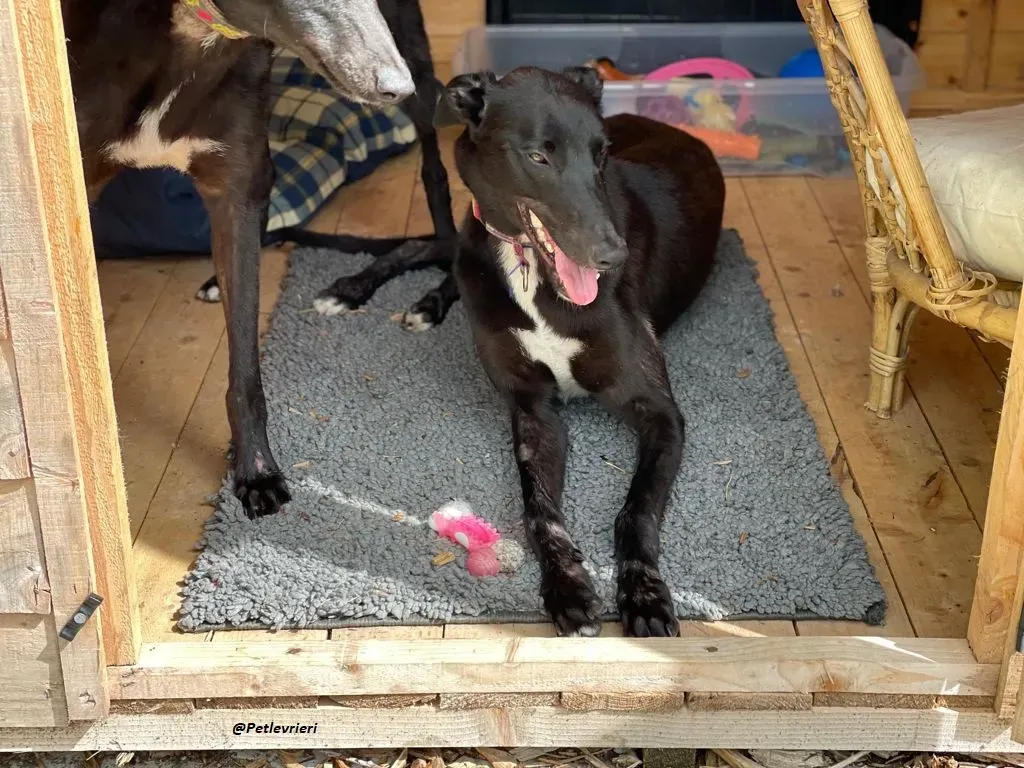 Prophet greyhound adozione levrieri 15