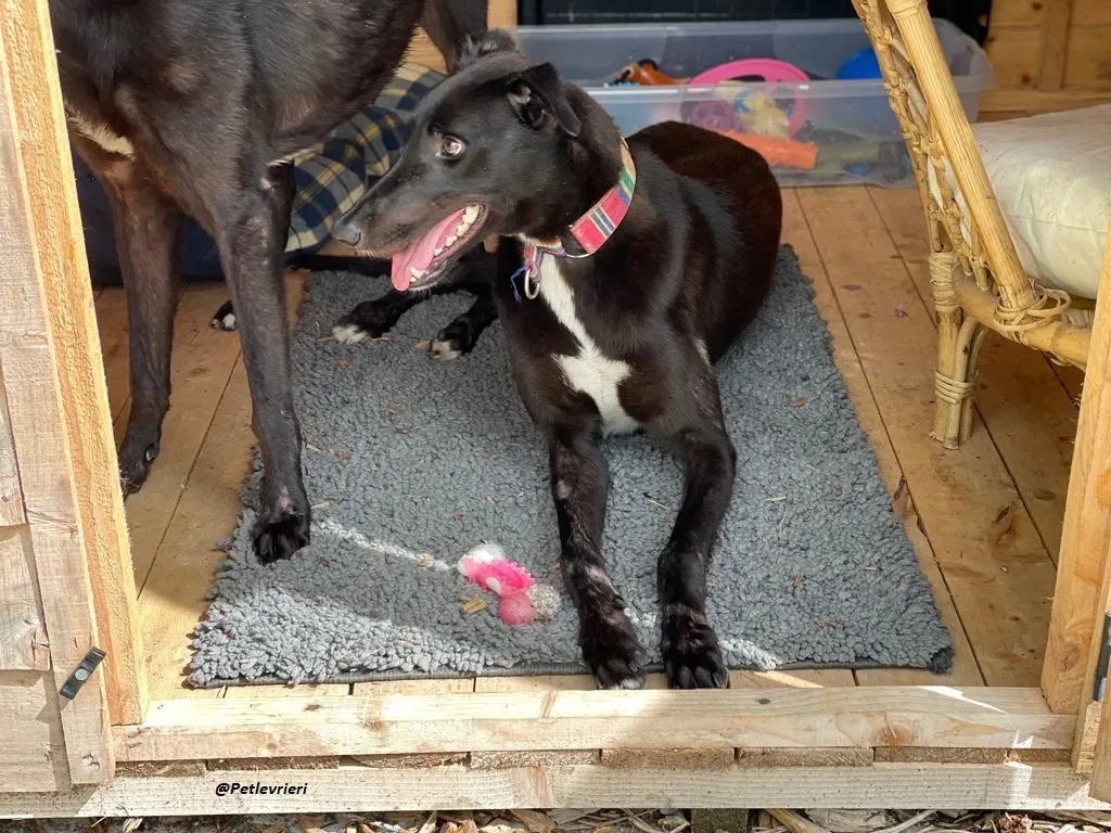 Prophet greyhound adozione levrieri 16