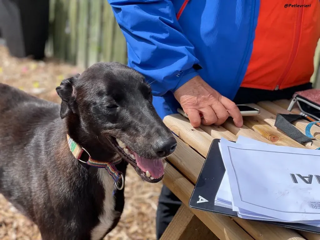 Prophet greyhound adozione levrieri 2