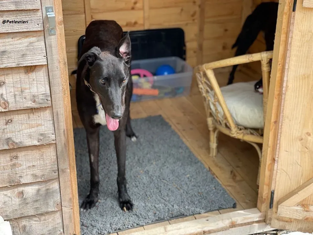 Prophet greyhound adozione levrieri 3