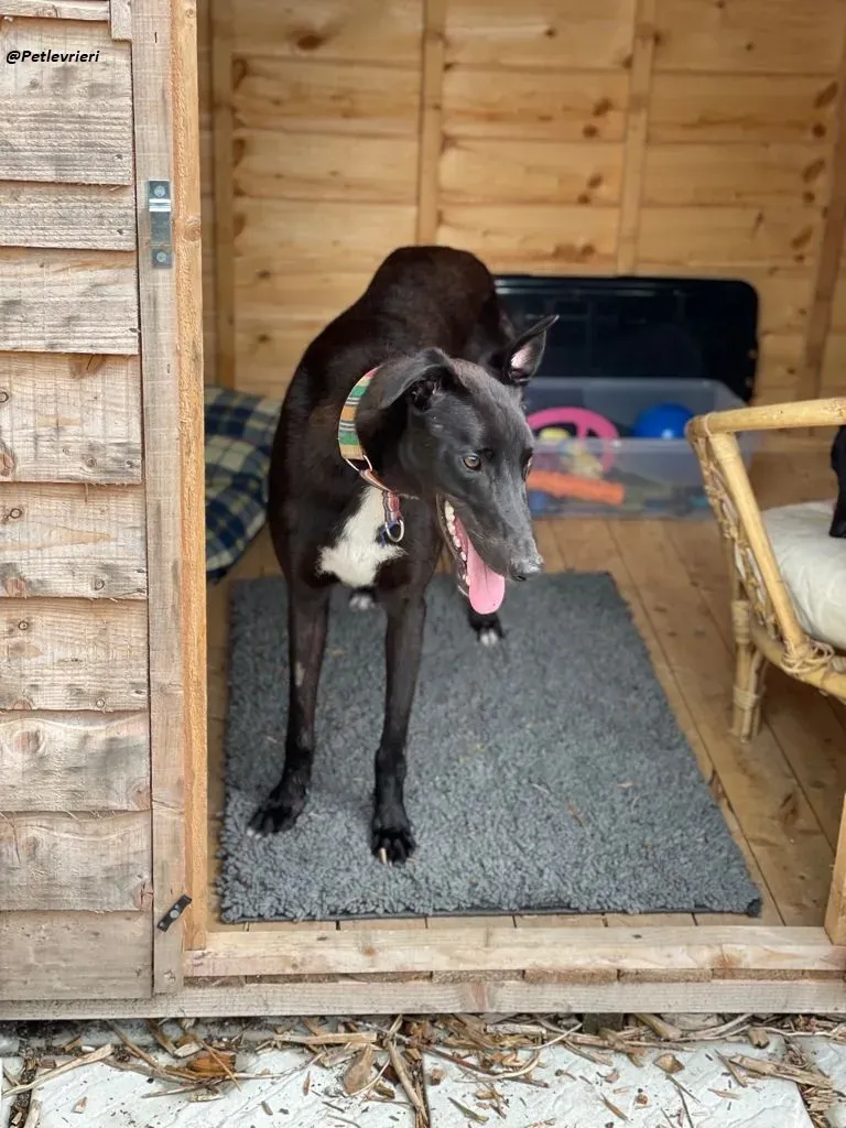 Prophet greyhound adozione levrieri 4