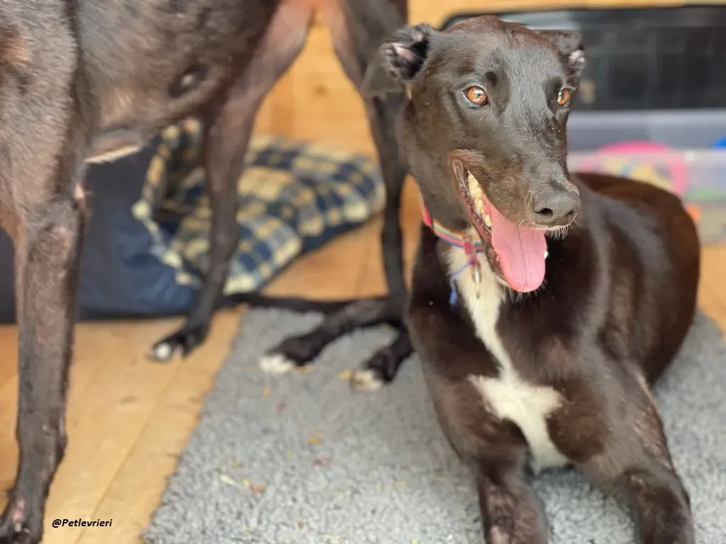 Prophet greyhound adozione levrieri 5