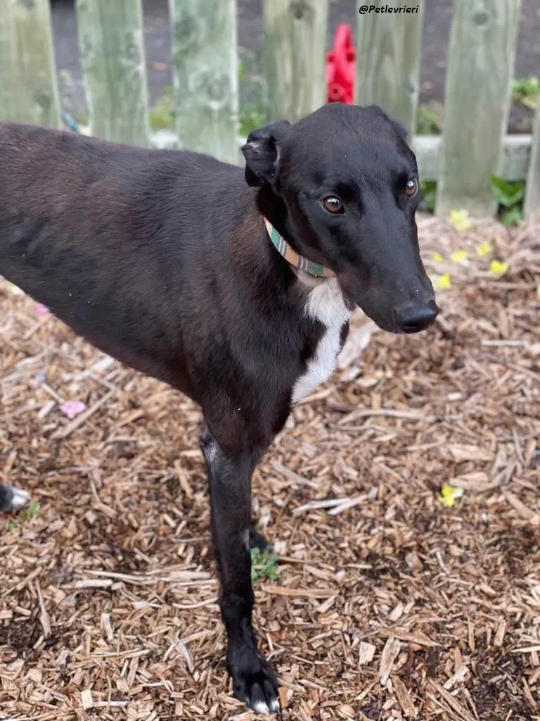 Prophet greyhound adozione levrieri 7