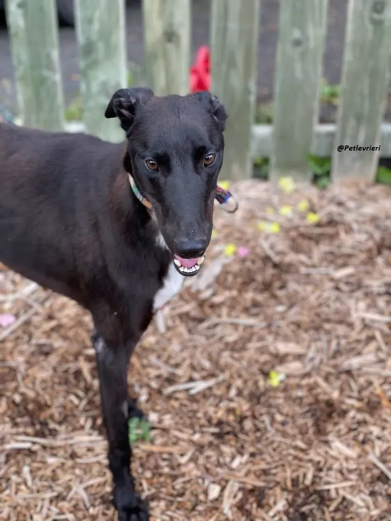 Prophet greyhound adozione levrieri 8