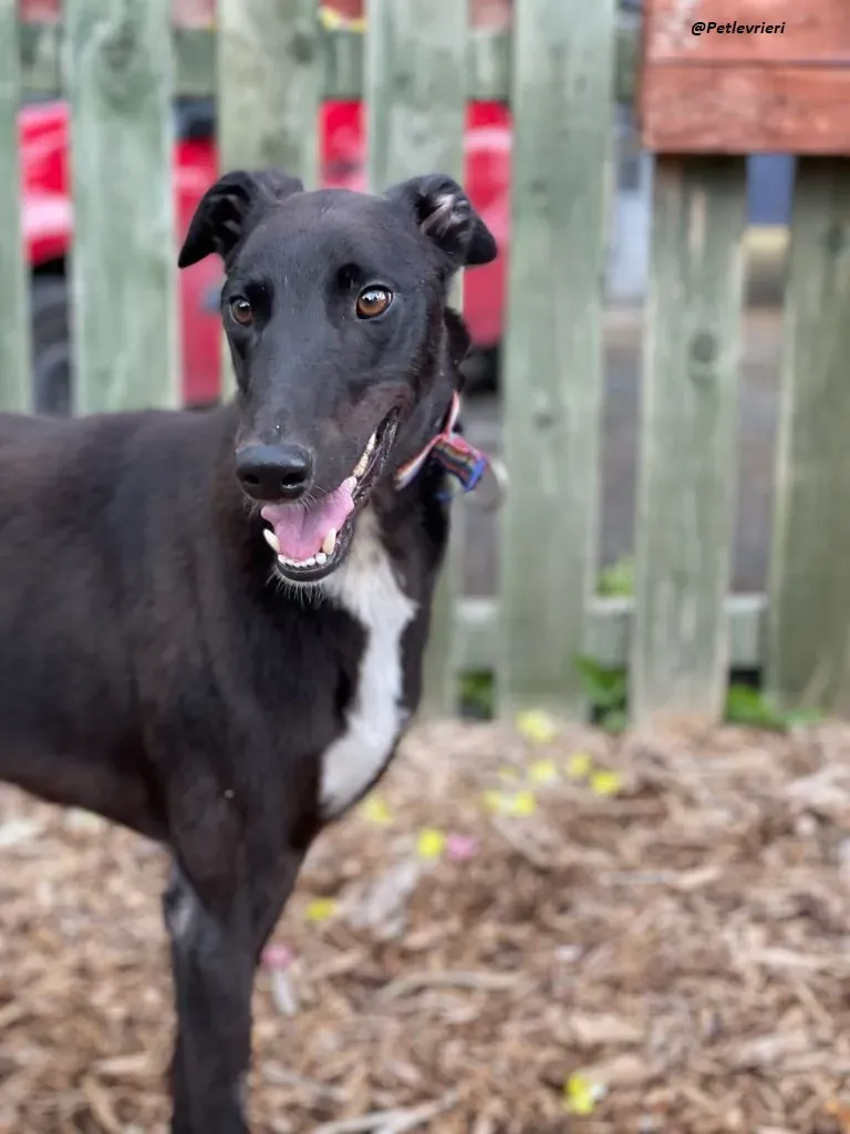 Prophet greyhound adozione levrieri 9