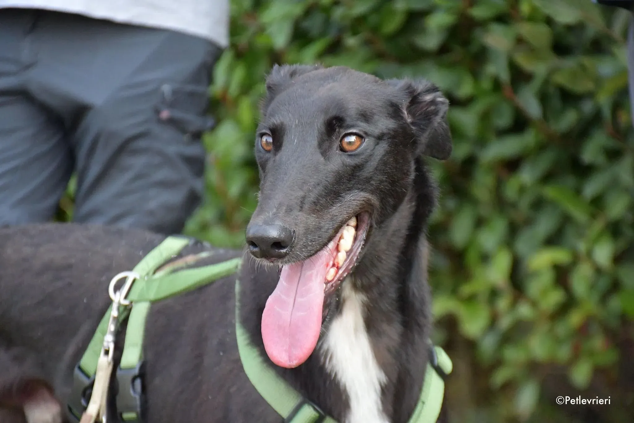 Prophet greyhound gotchaday adozione levrieri 1