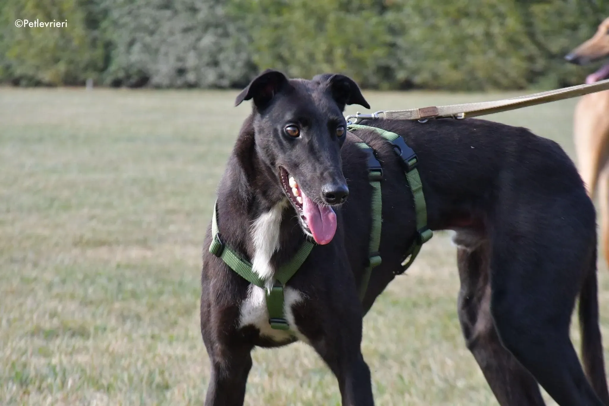 Prophet greyhound gotchaday adozione levrieri 10