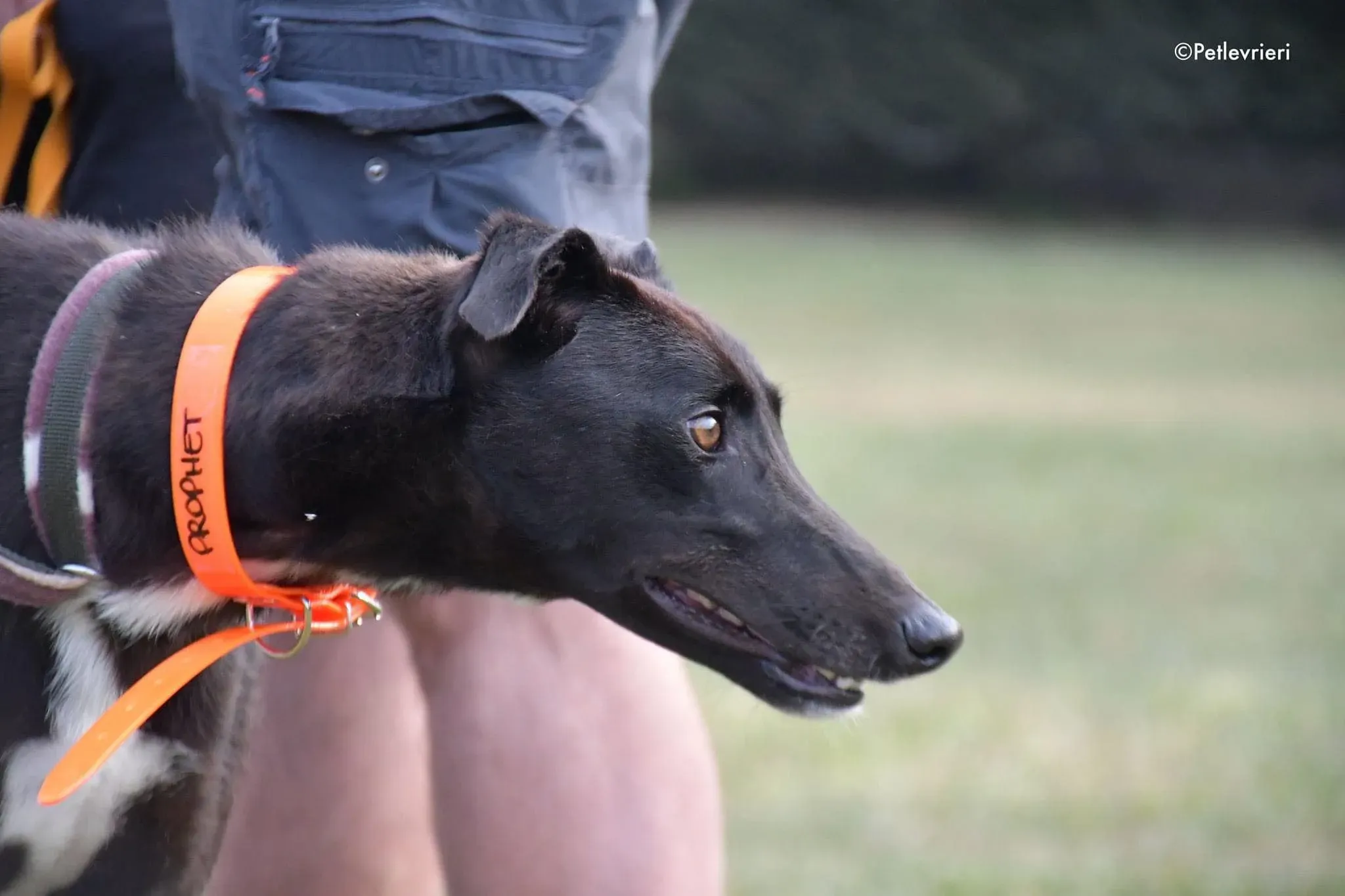 Prophet greyhound gotchaday adozione levrieri 2