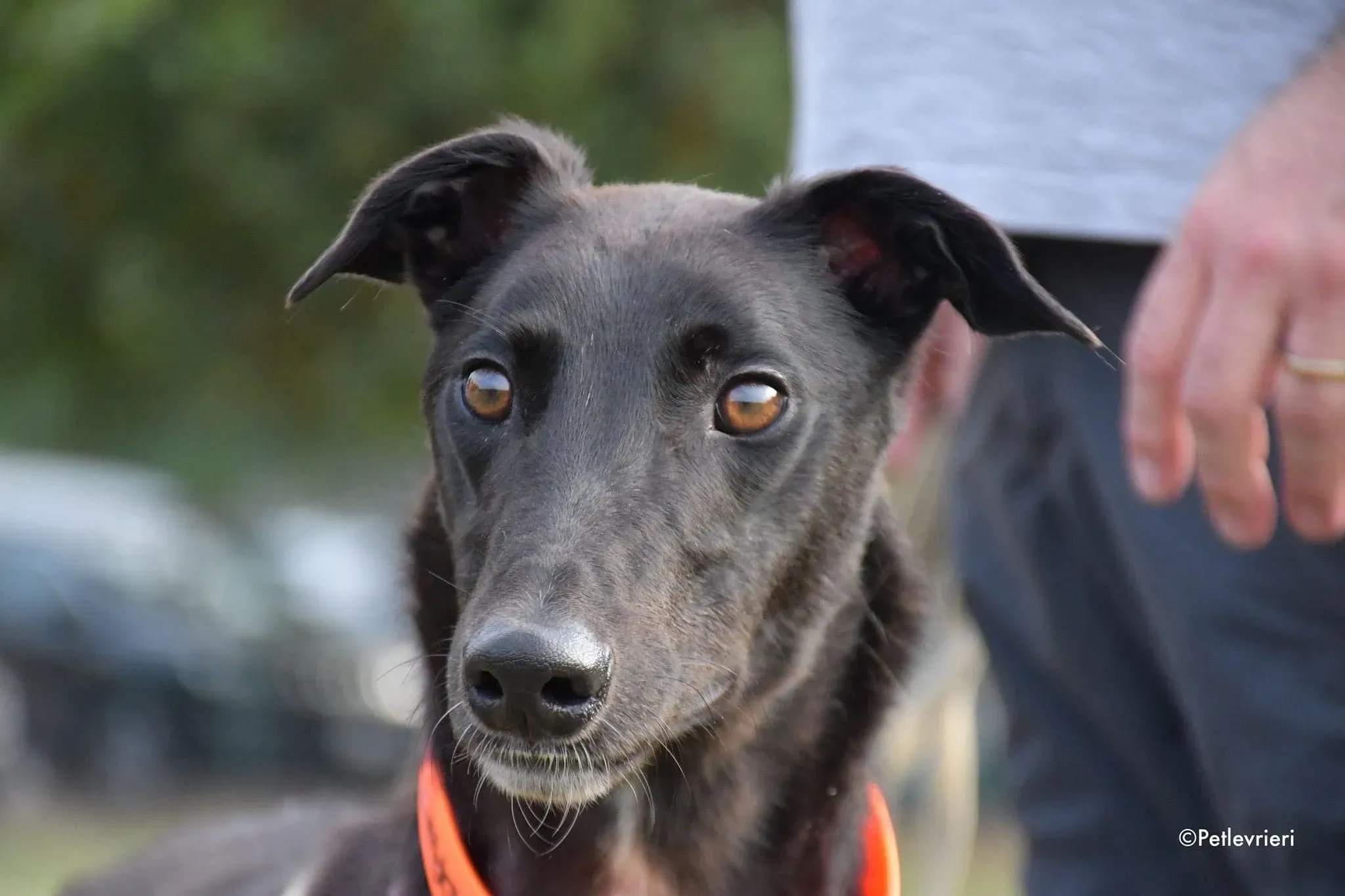 Prophet greyhound gotchaday adozione levrieri 3