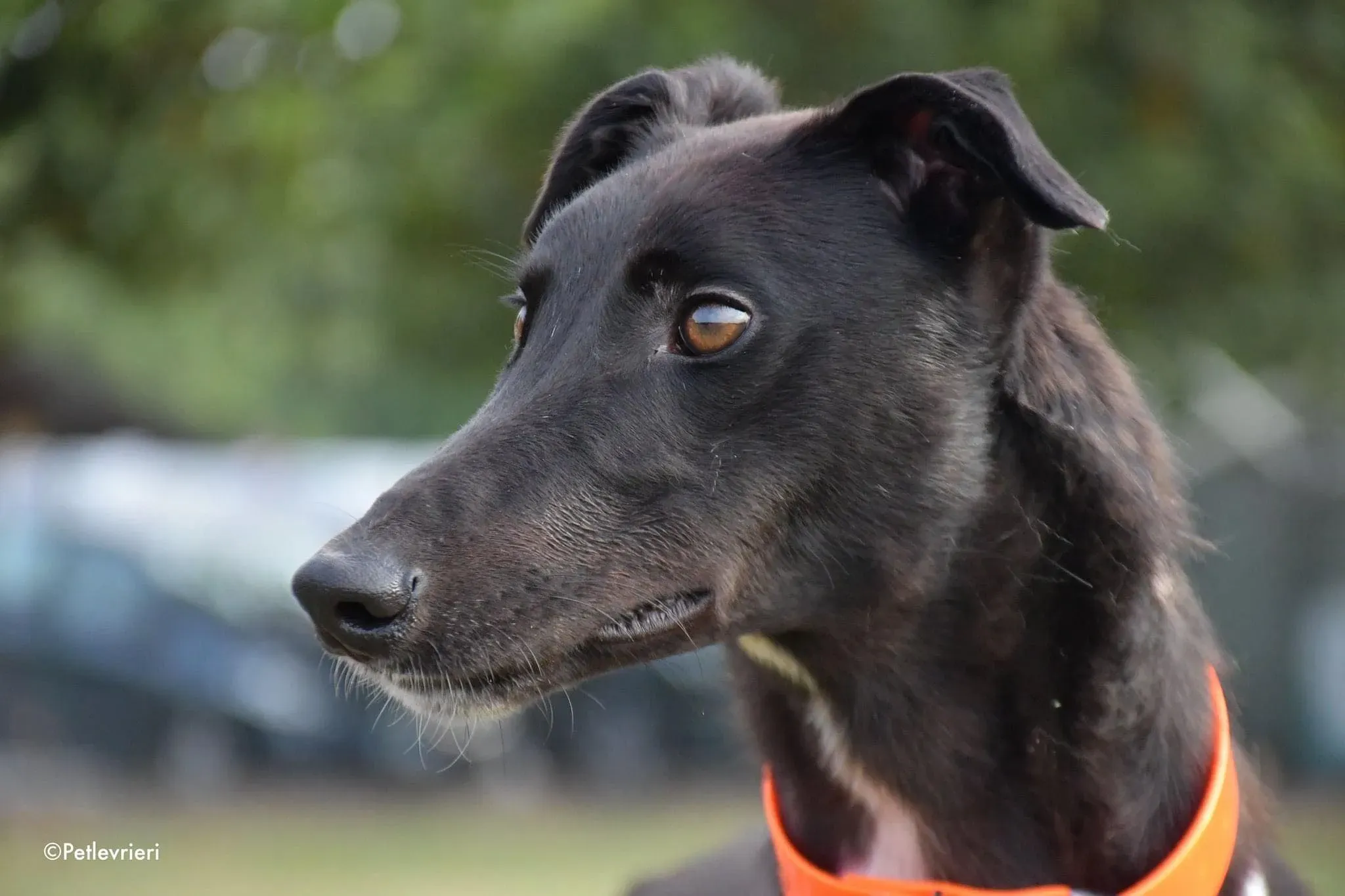 Prophet greyhound gotchaday adozione levrieri 4