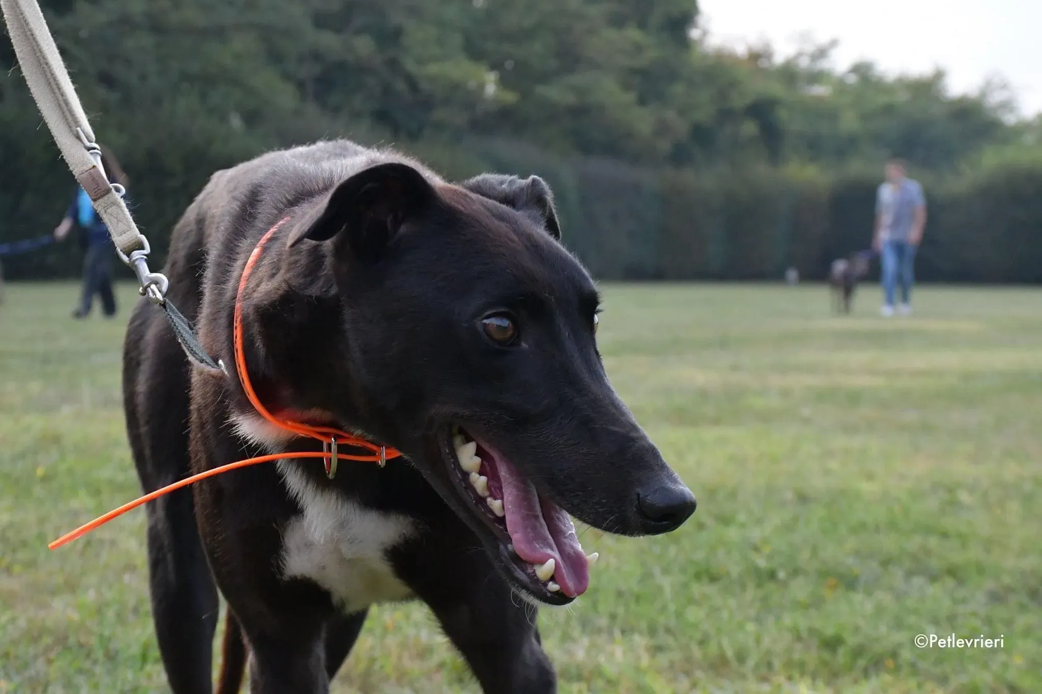 Prophet greyhound gotchaday adozione levrieri 5