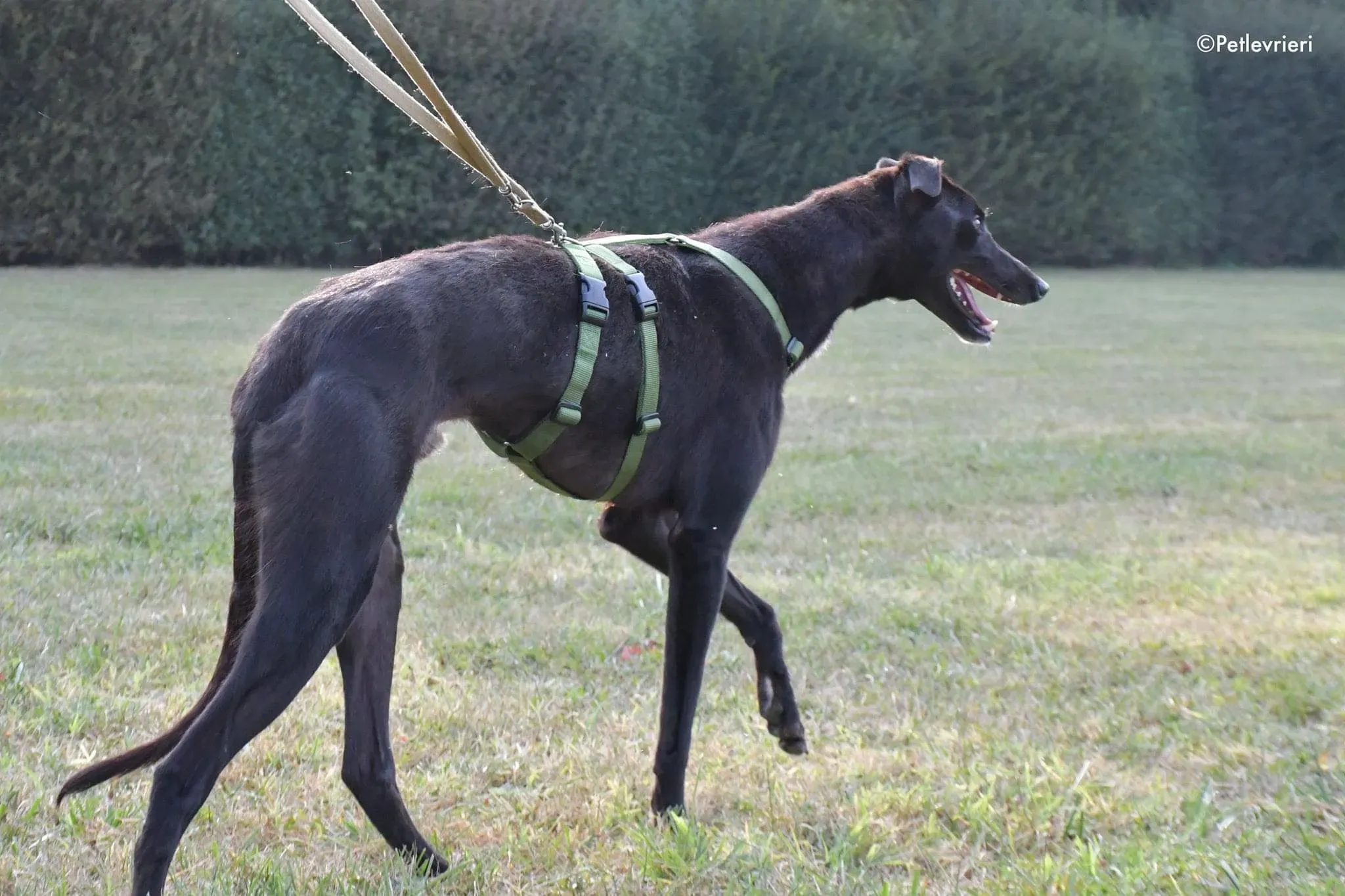 Prophet greyhound gotchaday adozione levrieri 6