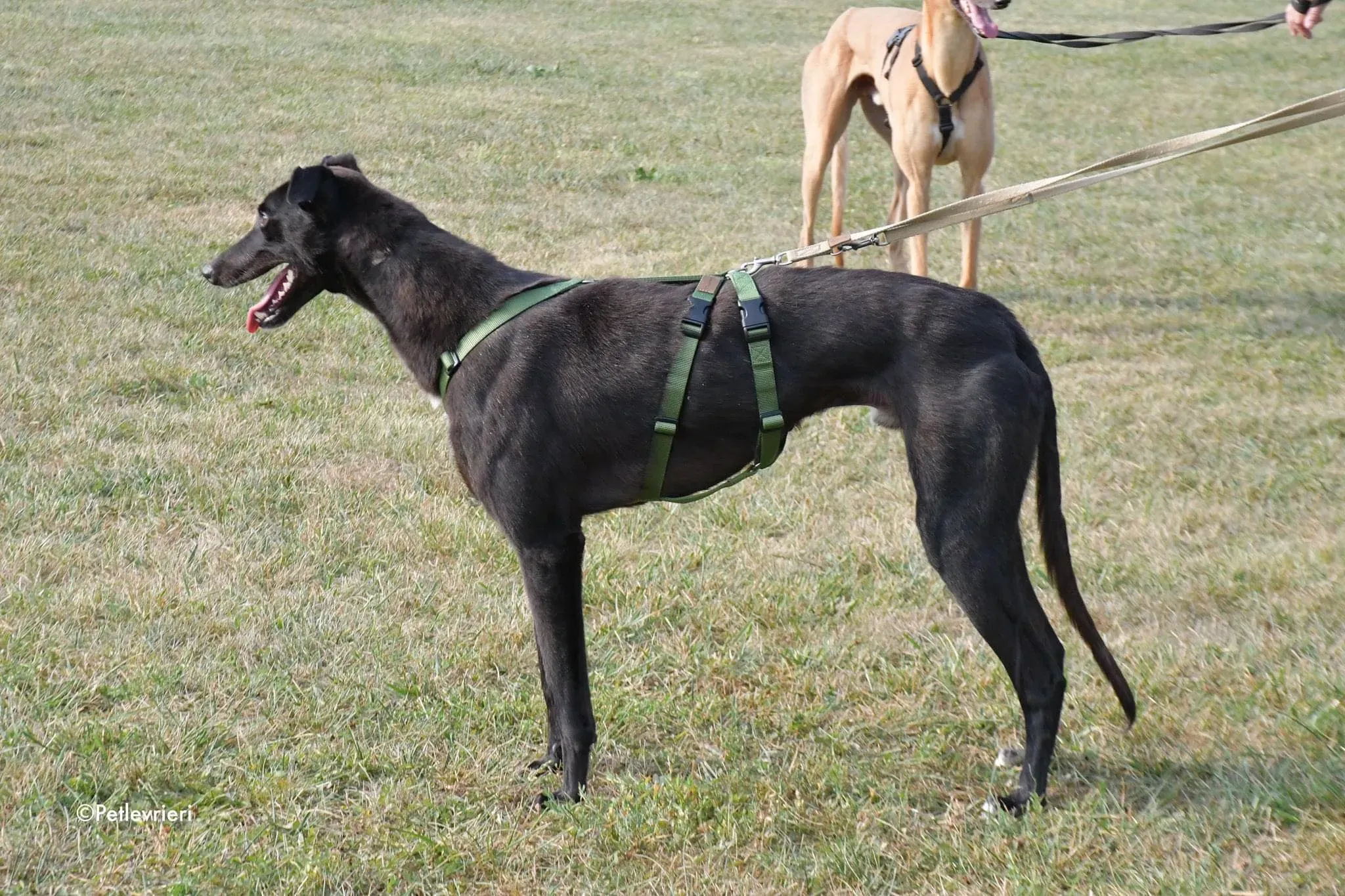 Prophet greyhound gotchaday adozione levrieri 7