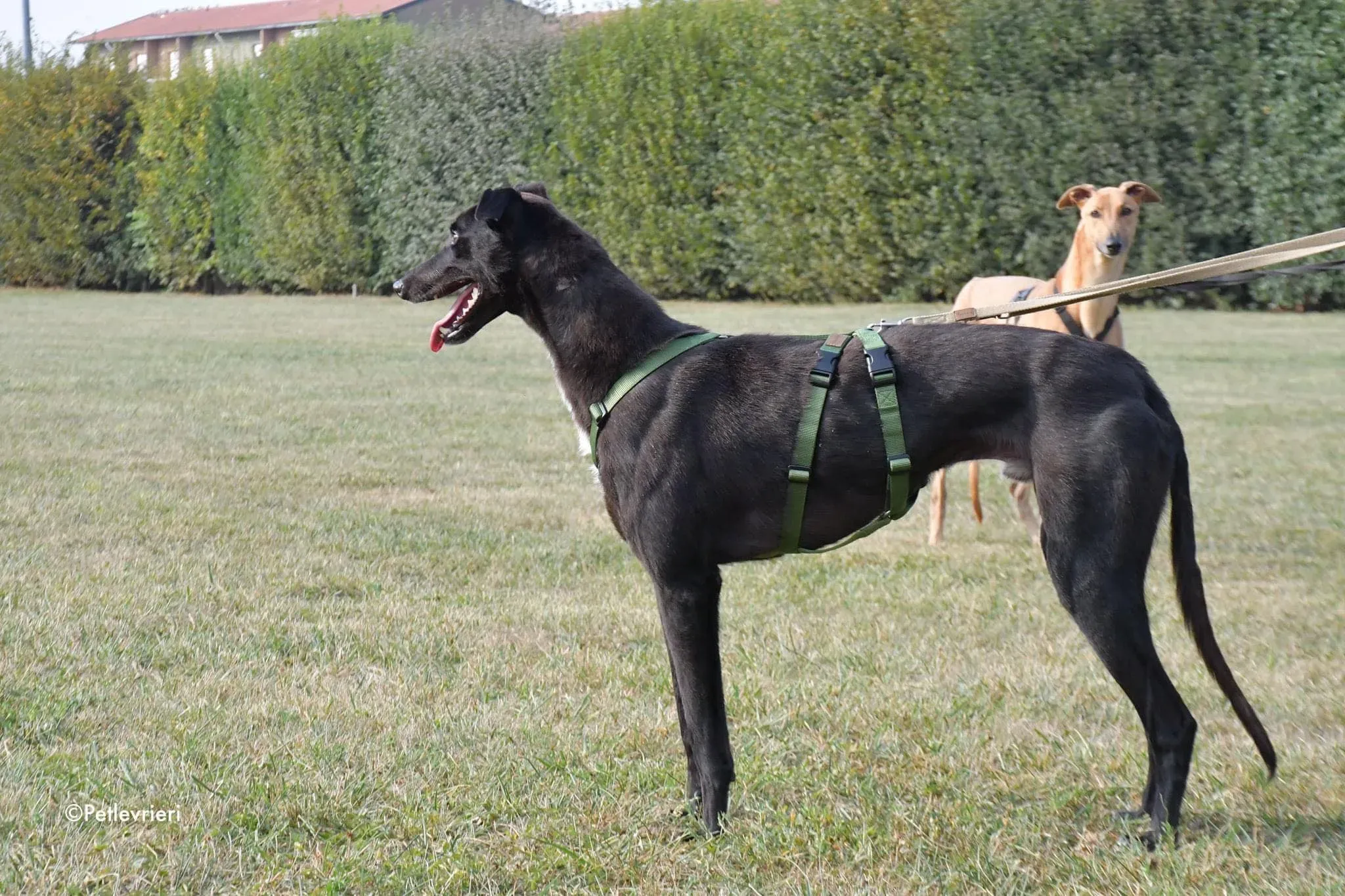 Prophet greyhound gotchaday adozione levrieri 8