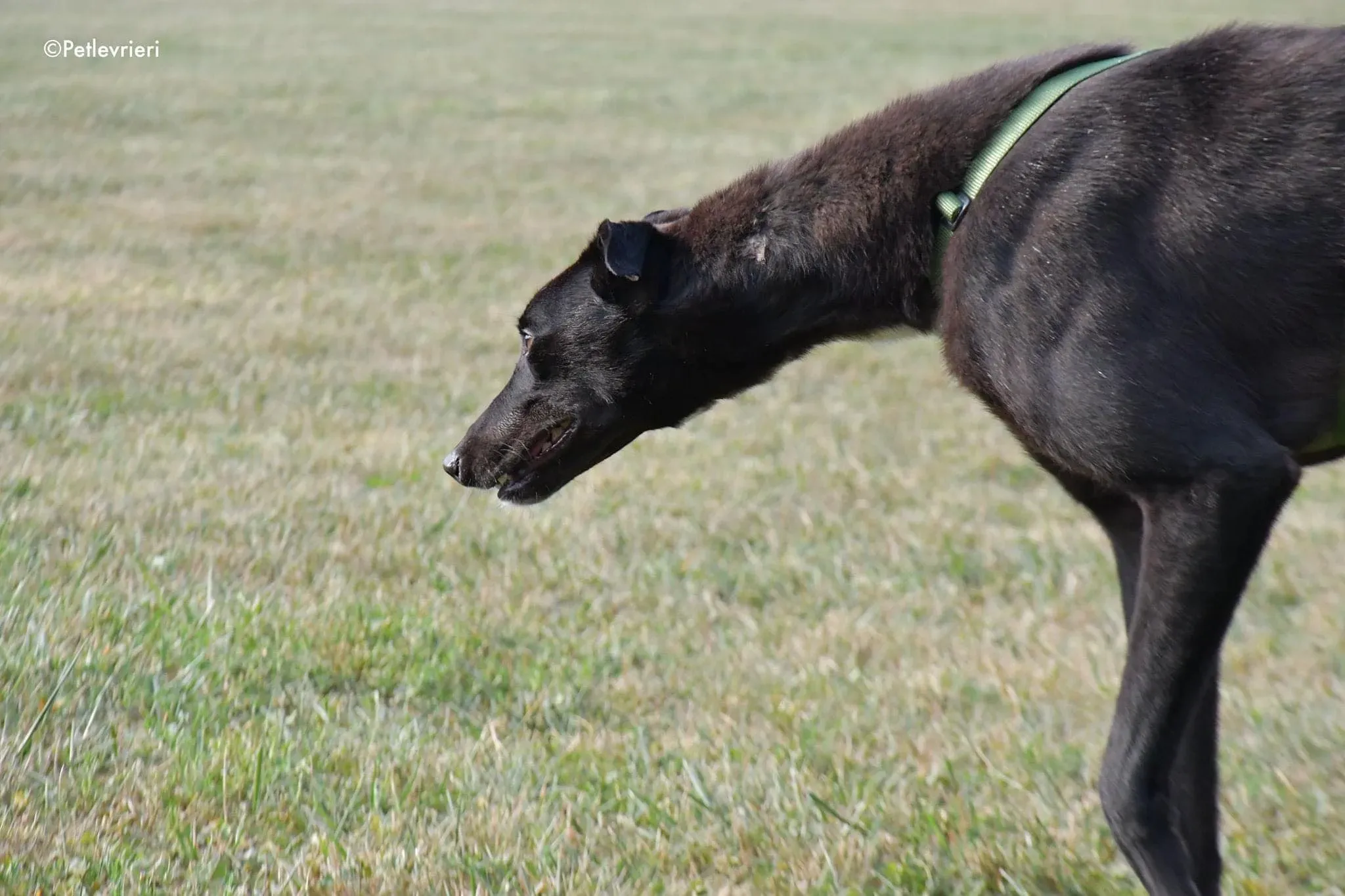Prophet greyhound gotchaday adozione levrieri 9