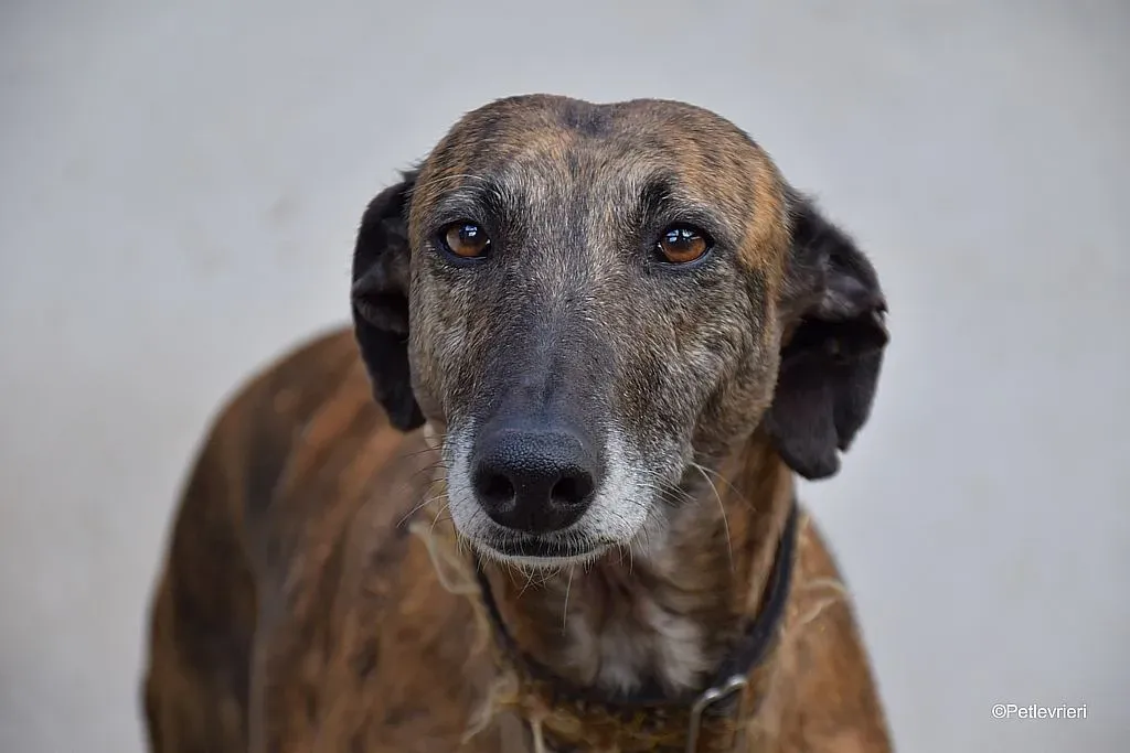 Prudence adozione levrieri galgo 01 1