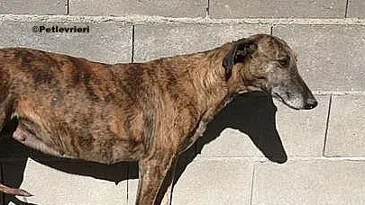 Prudence adozione levrieri galgo 01