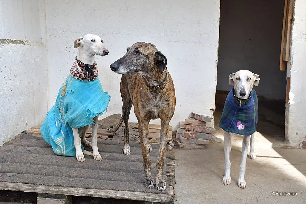 Prudence adozione levrieri galgo 02