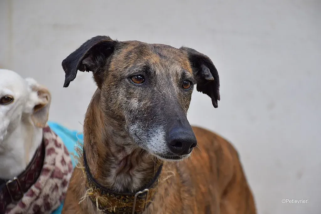 Prudence adozione levrieri galgo 03