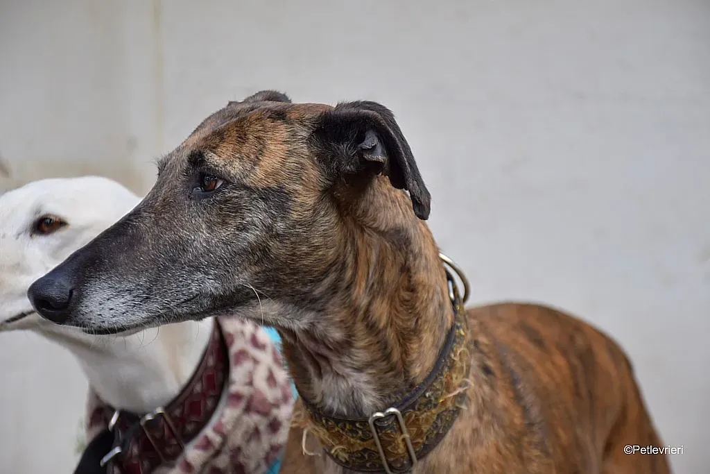 Prudence adozione levrieri galgo 04