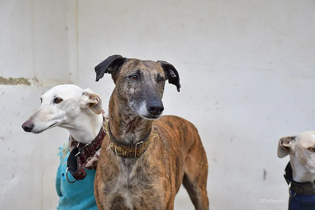 Prudence adozione levrieri galgo 05