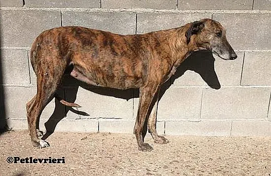 Prudence adozione levrieri galgo 01