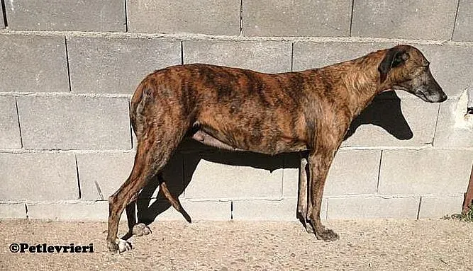 Prudence adozione levrieri galgo 02