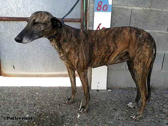 Prudence adozione levrieri galgo 03