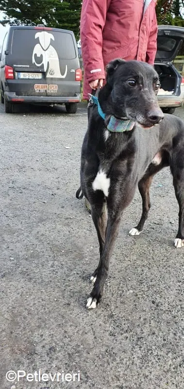 Puccini adozione levrieri greyhound 1