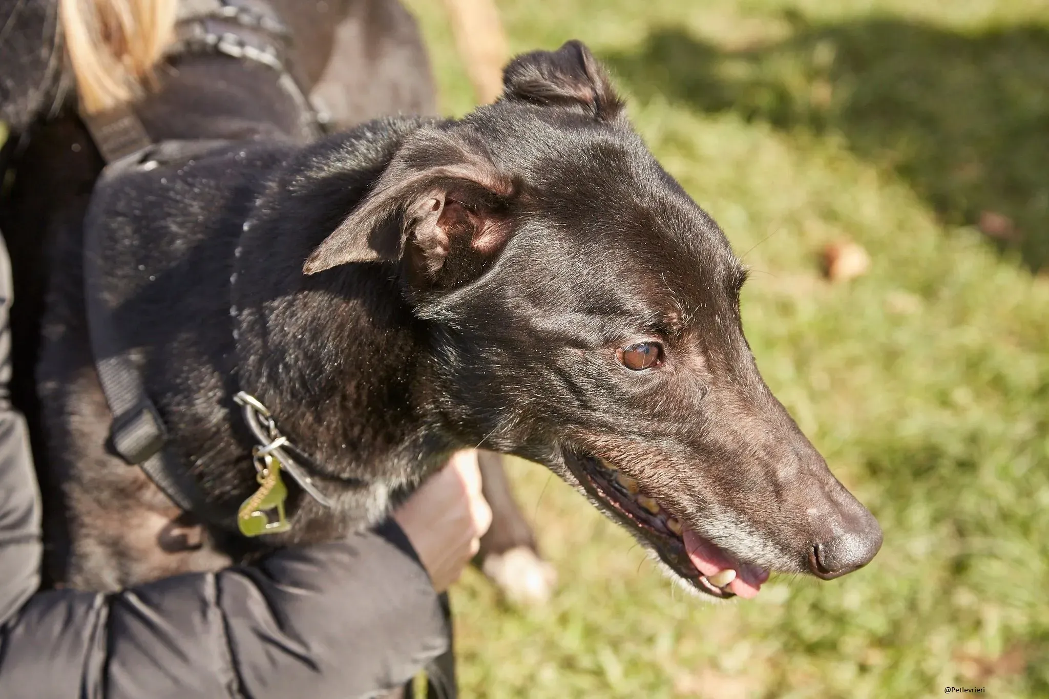 Puccini greyhound adozione petlevrieri 1