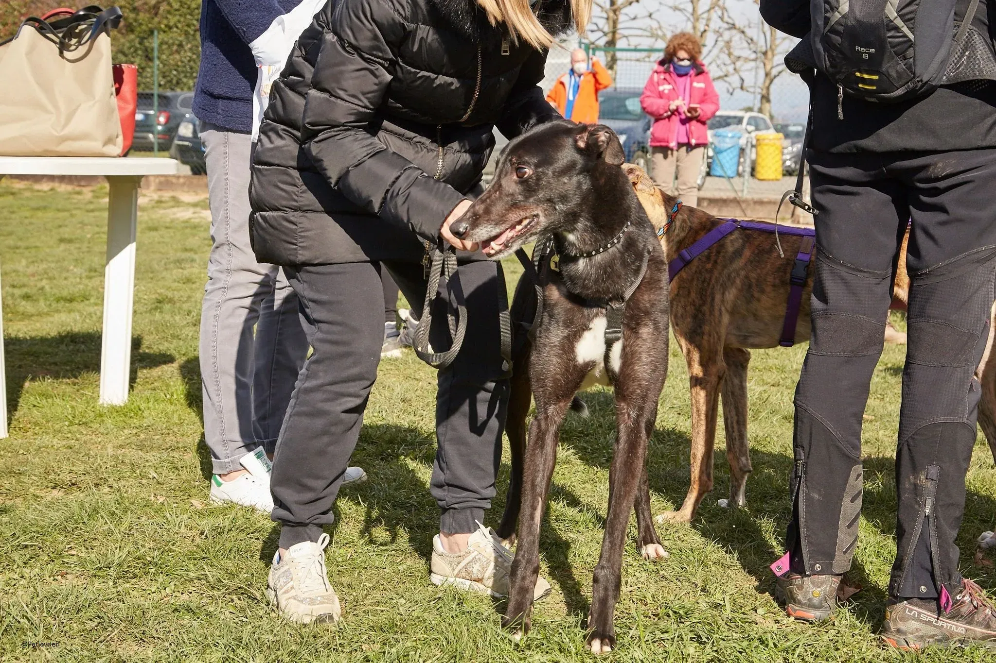 Puccini greyhound adozione petlevrieri 10