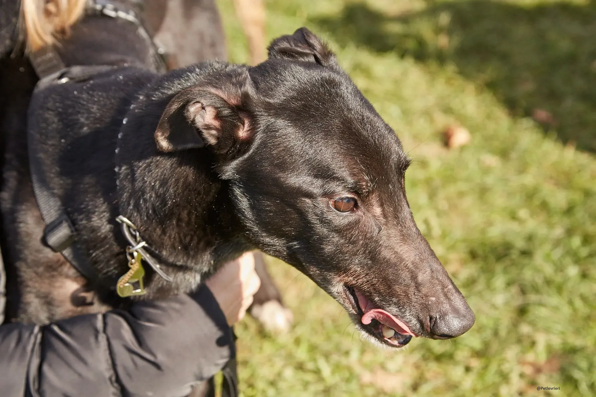 Puccini greyhound adozione petlevrieri 2