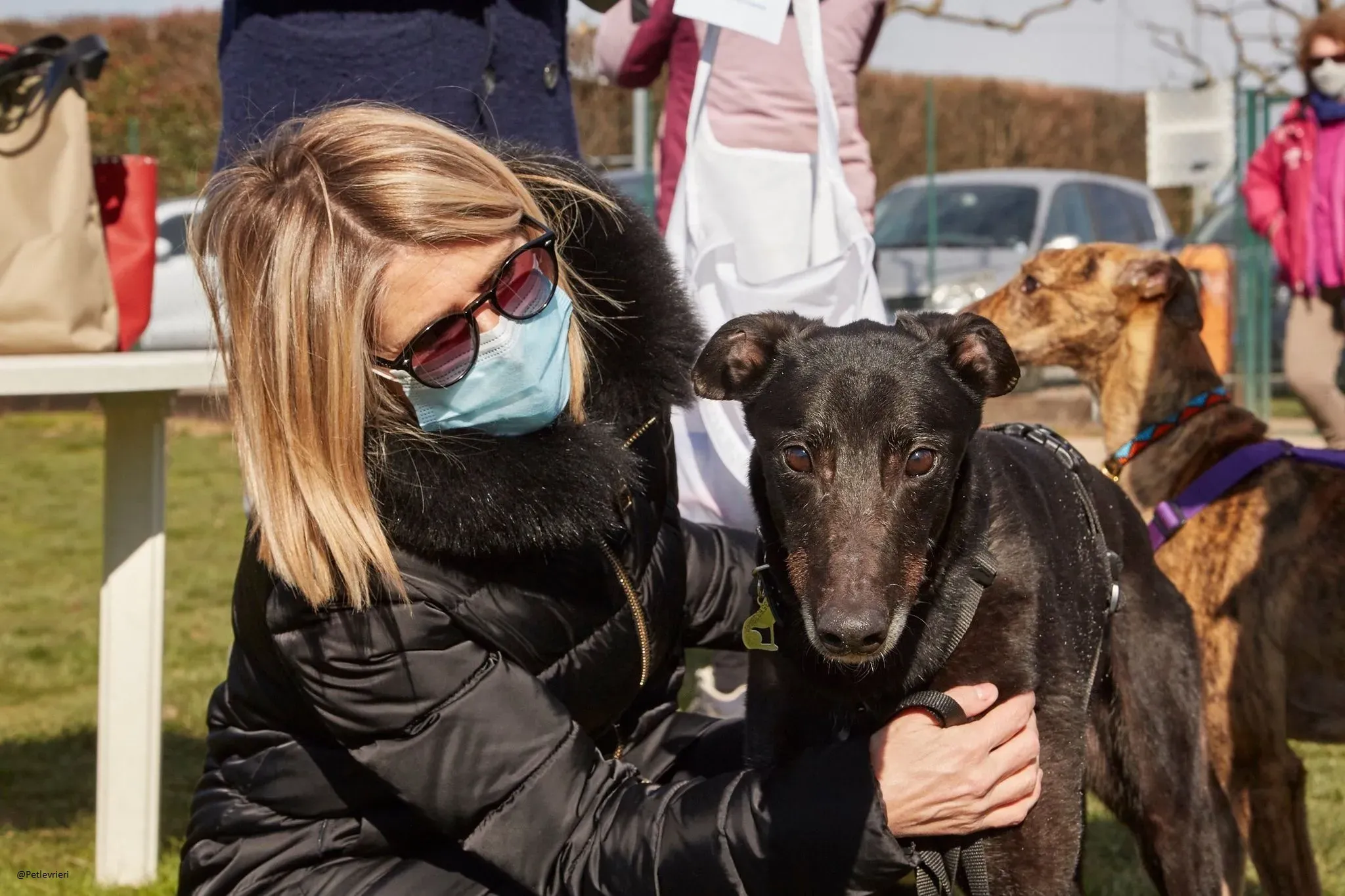 Puccini greyhound adozione petlevrieri 4