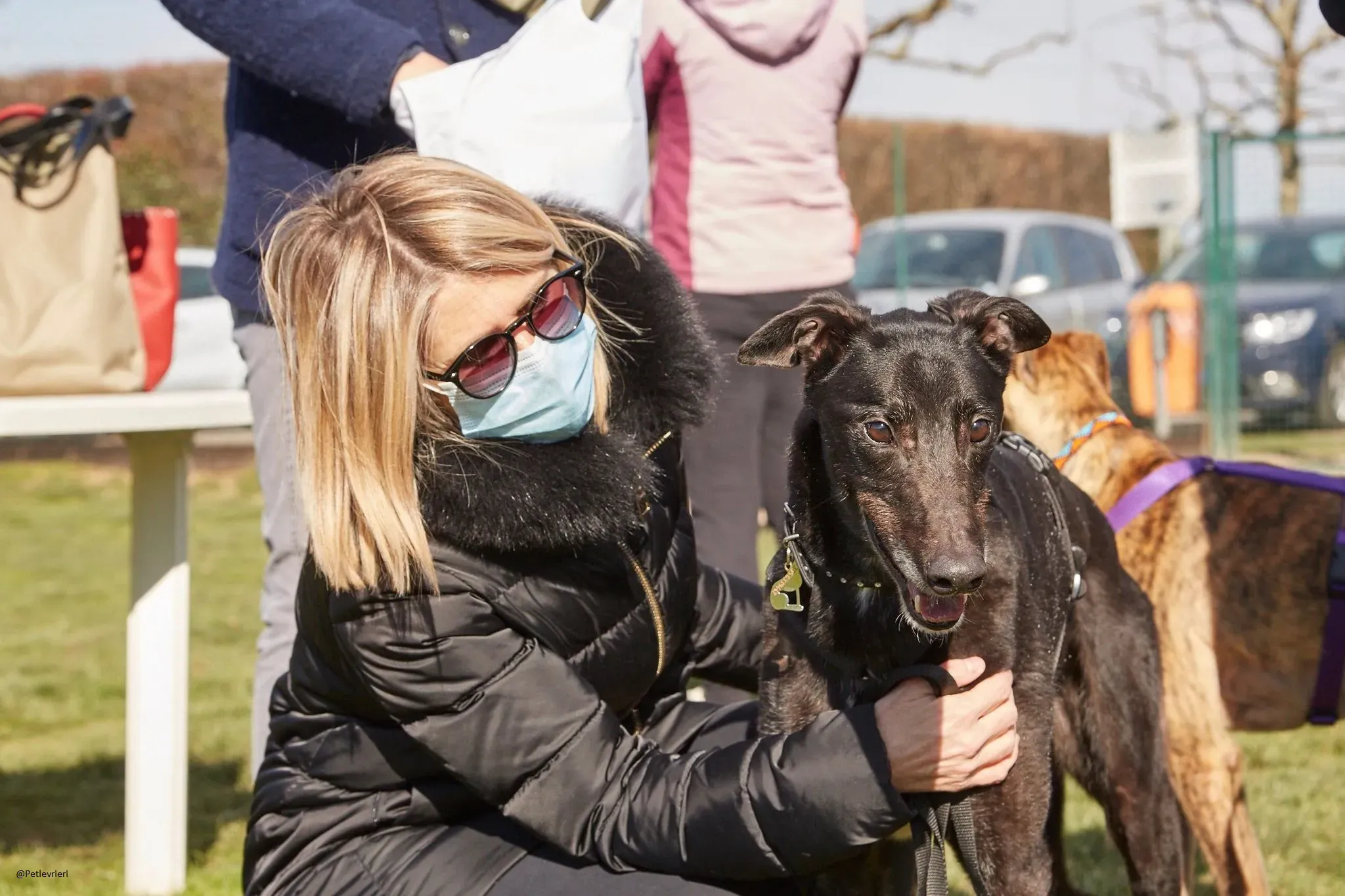 Puccini greyhound adozione petlevrieri 5