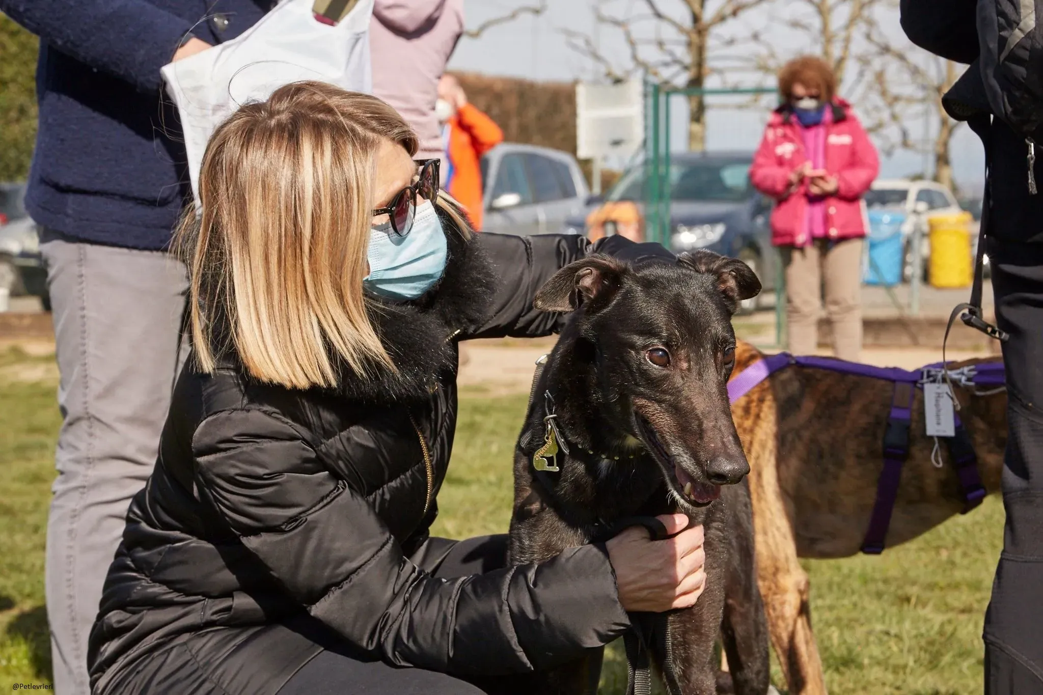 Puccini greyhound adozione petlevrieri 7