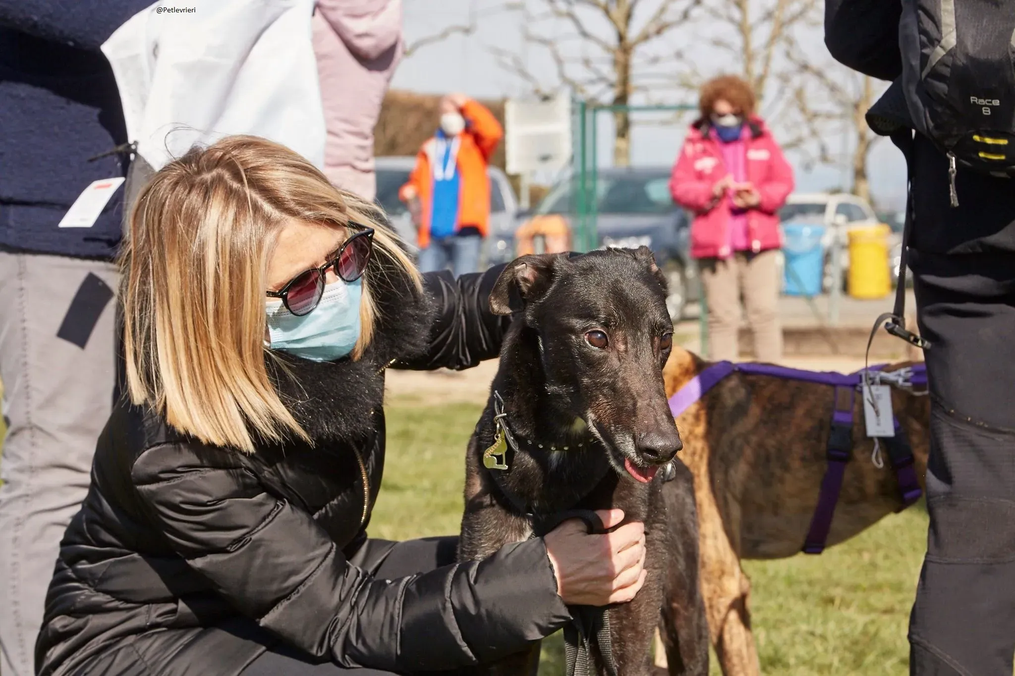 Puccini greyhound adozione petlevrieri 8