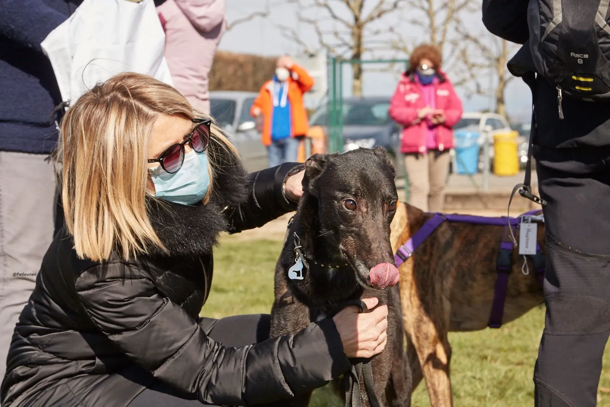 Puccini greyhound adozione petlevrieri 9