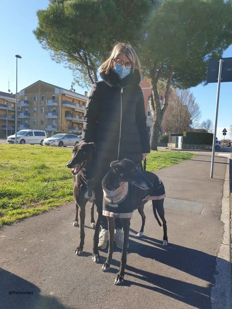 Puccini greyhound foster adozione levrieri 1