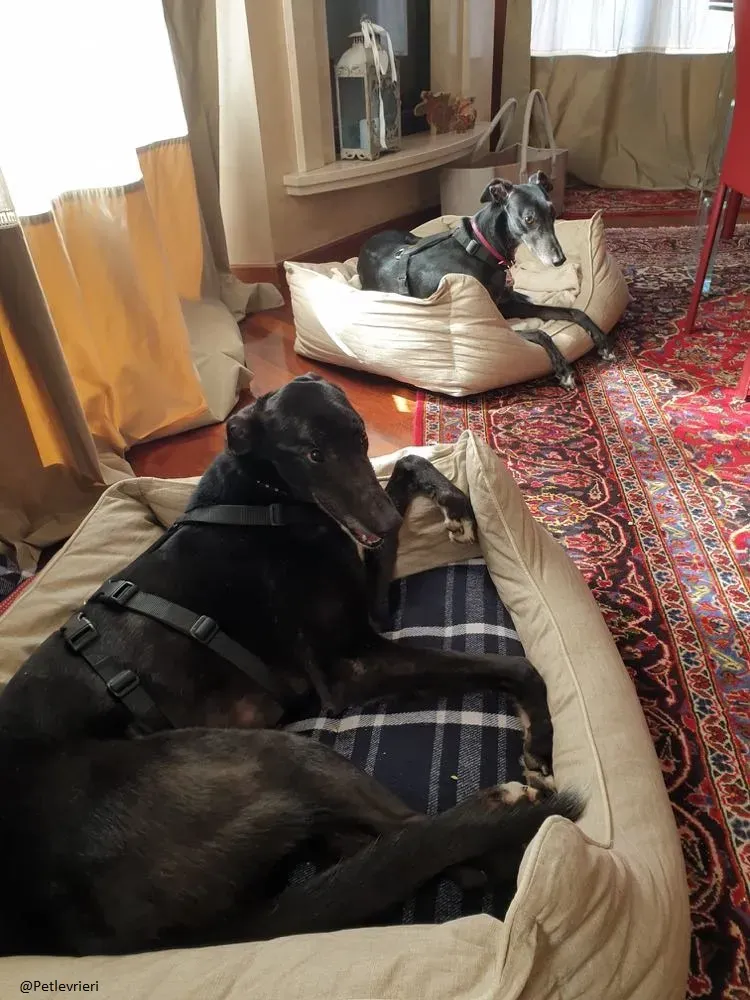 Puccini greyhound foster adozione levrieri 2