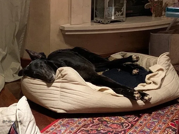 Puccini greyhound foster adozione levrieri 3