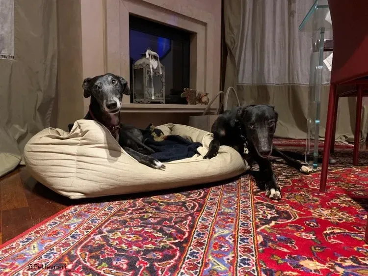 Puccini greyhound foster adozione levrieri 4