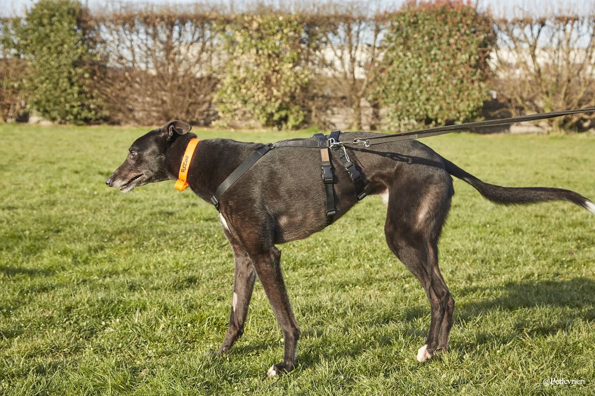 Puccini oneday adozione levriero black 1