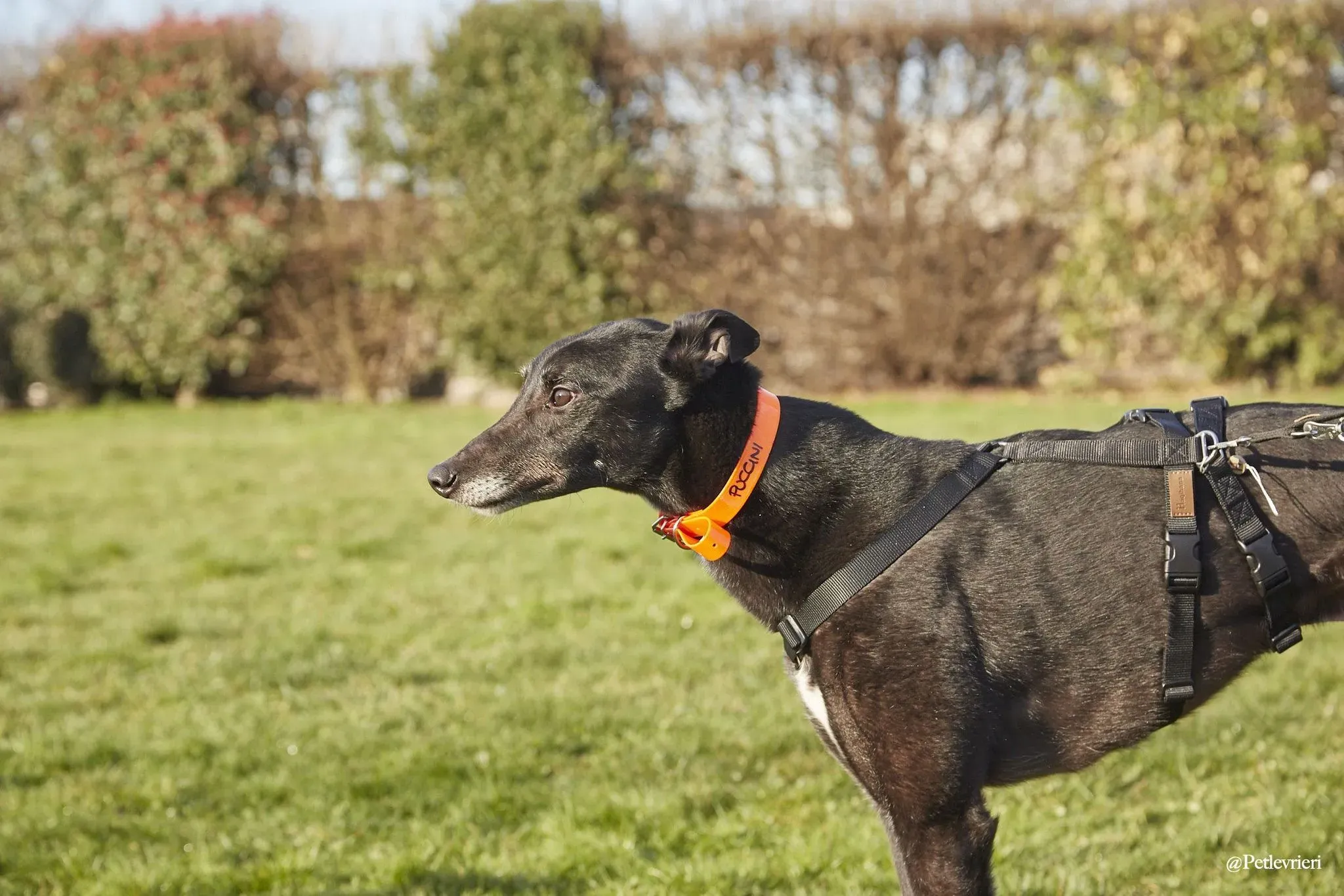 Puccini oneday adozione levriero black 2