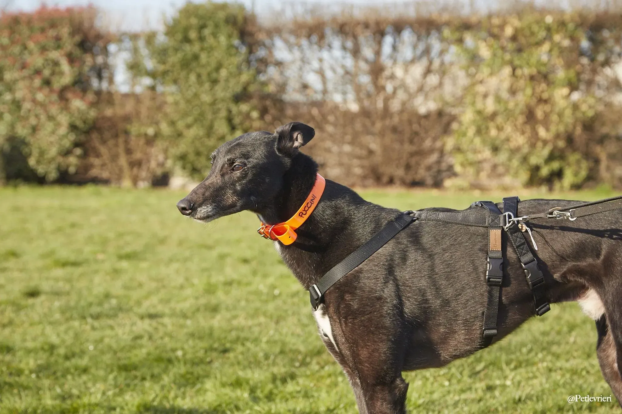 Puccini oneday adozione levriero black 3