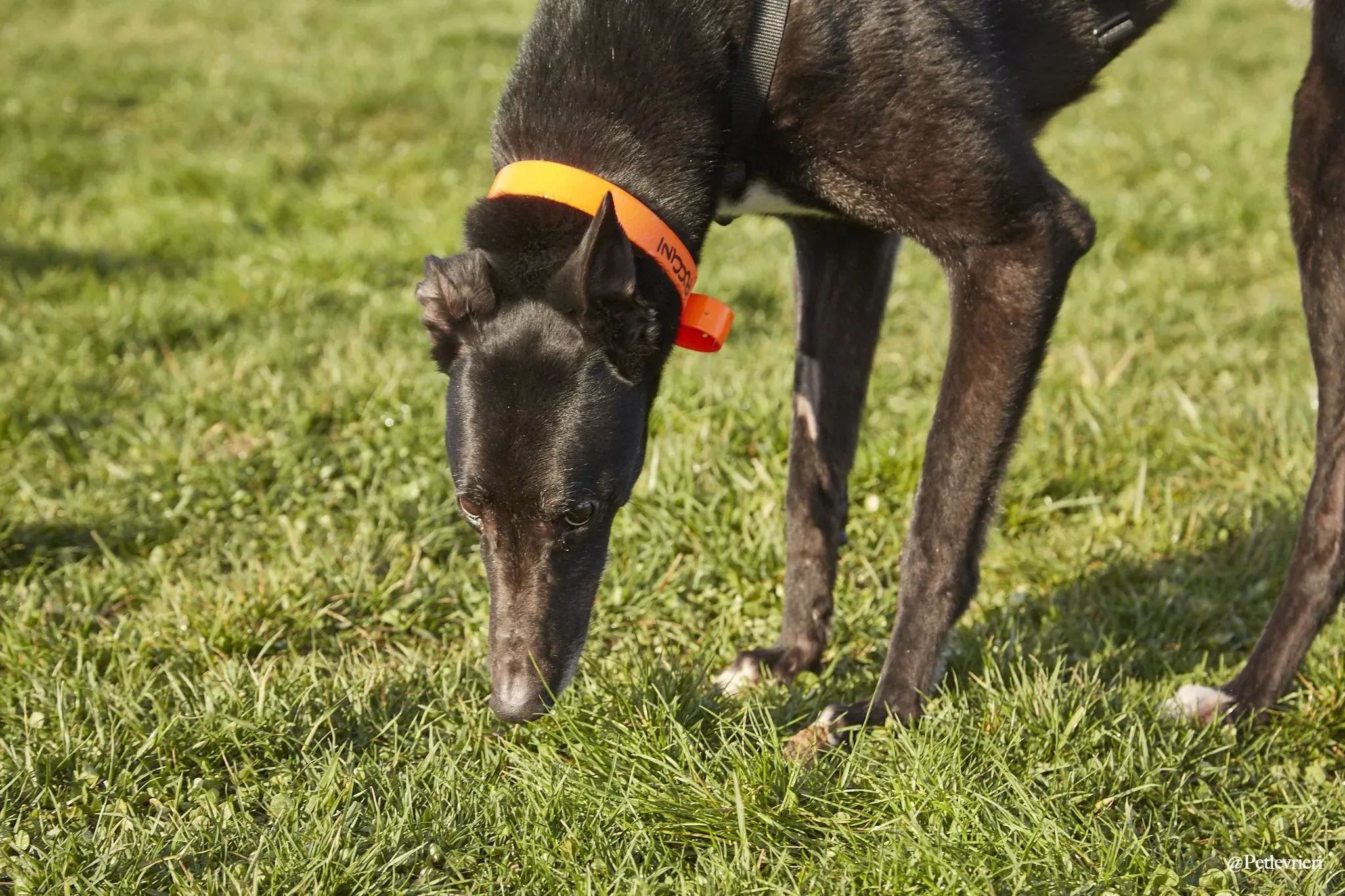 Puccini oneday adozione levriero black 4