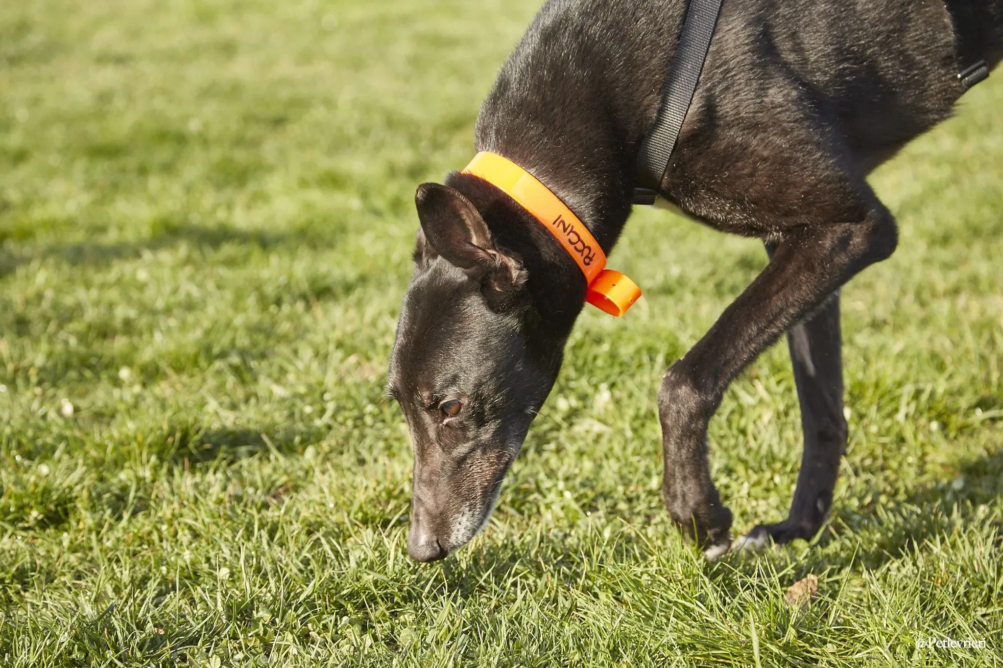 Puccini oneday adozione levriero black 5