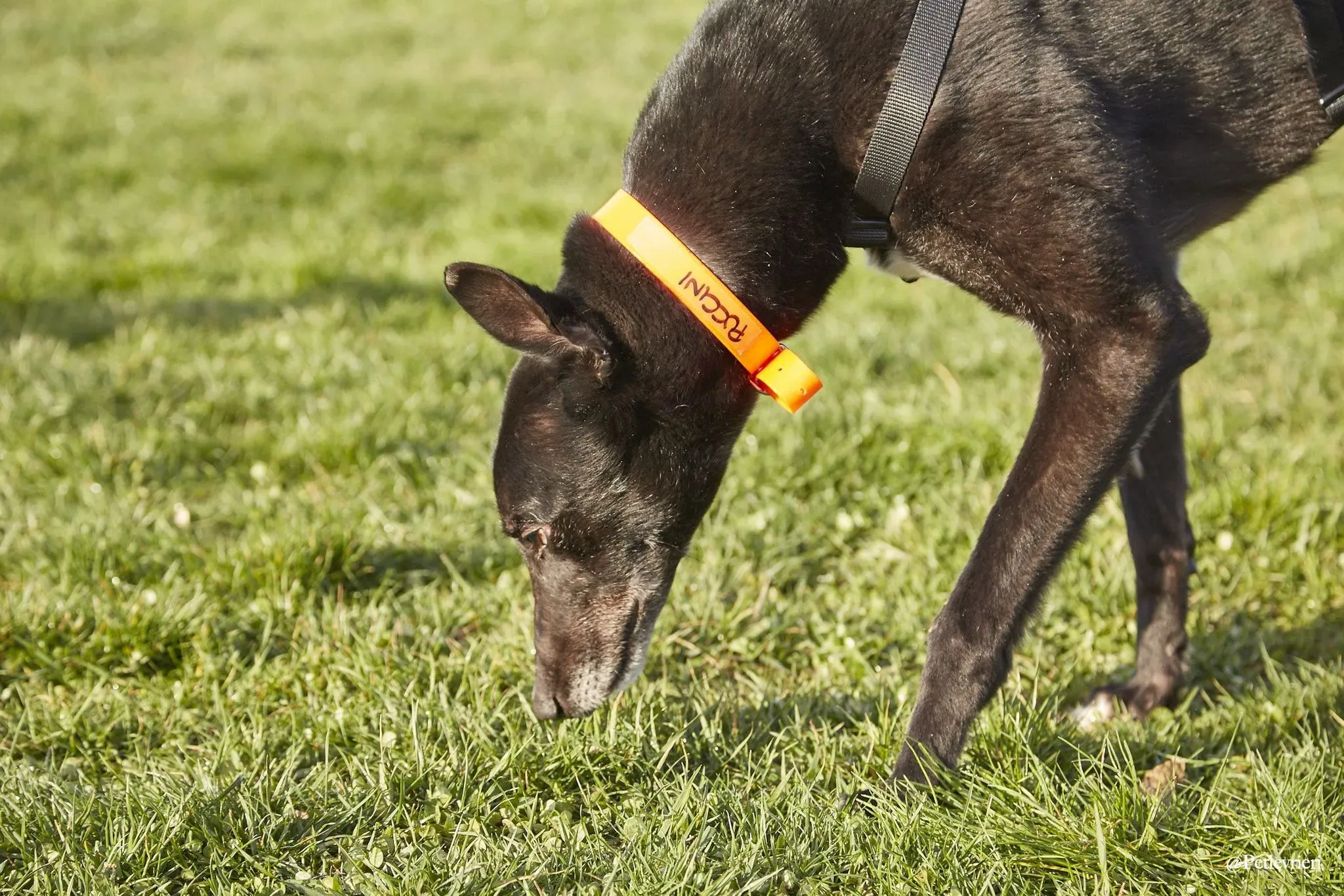 Puccini oneday adozione levriero black 6