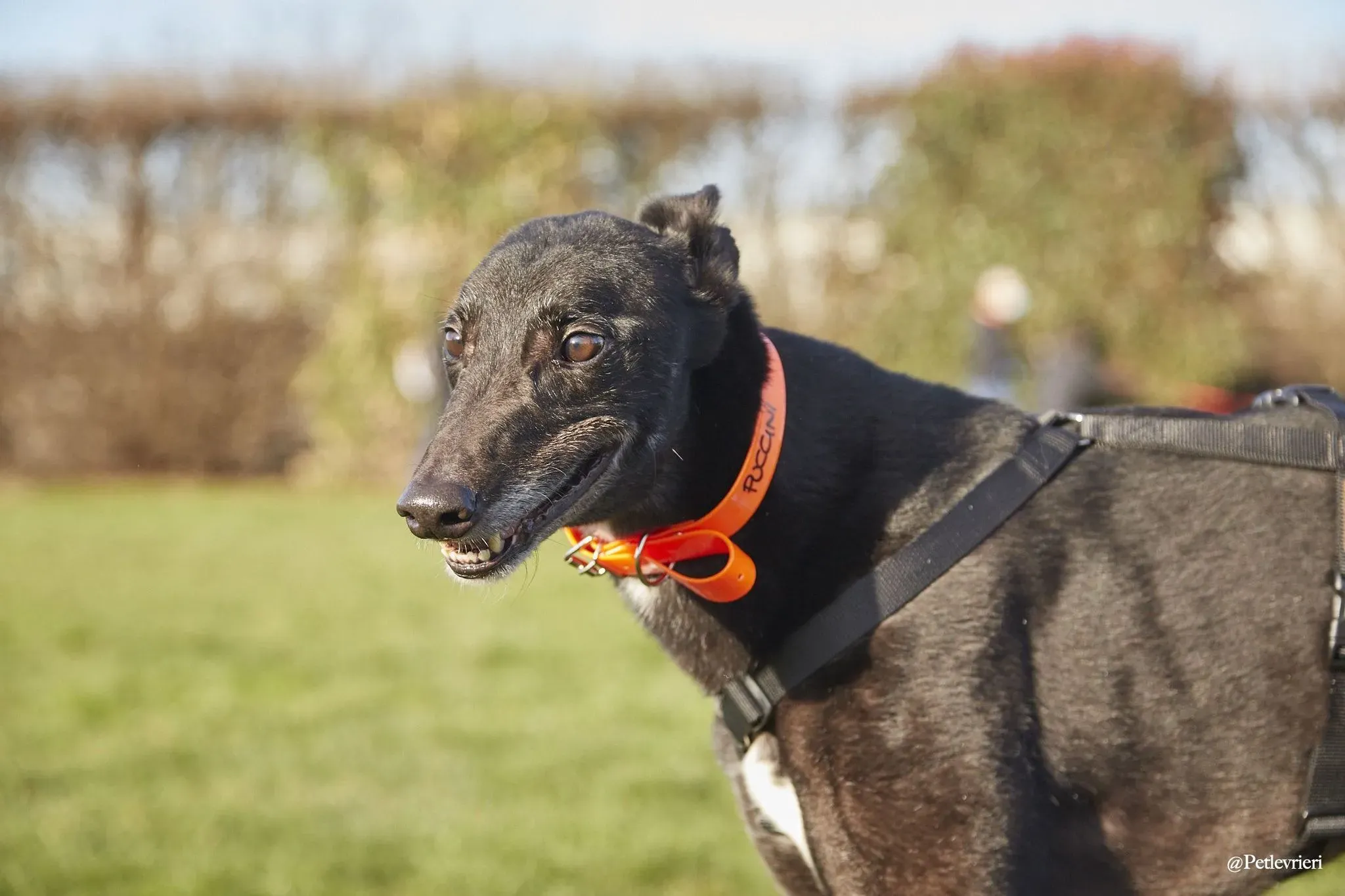 Puccini oneday adozione levriero black 7