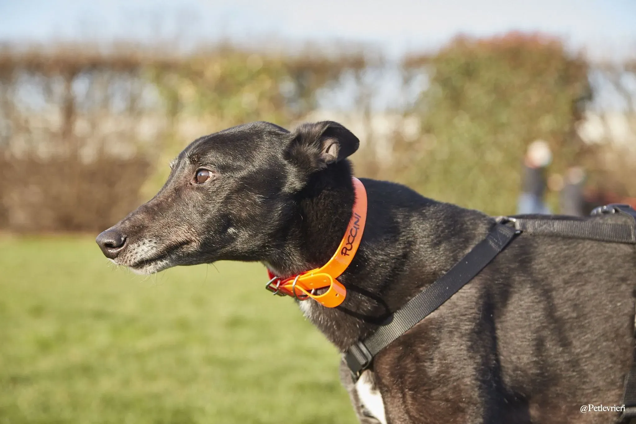 Puccini oneday adozione levriero black 8